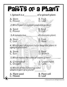 Plant Parts Worksheet 3rd Grade