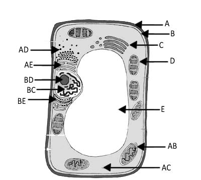 Plant Cell Not Labeled