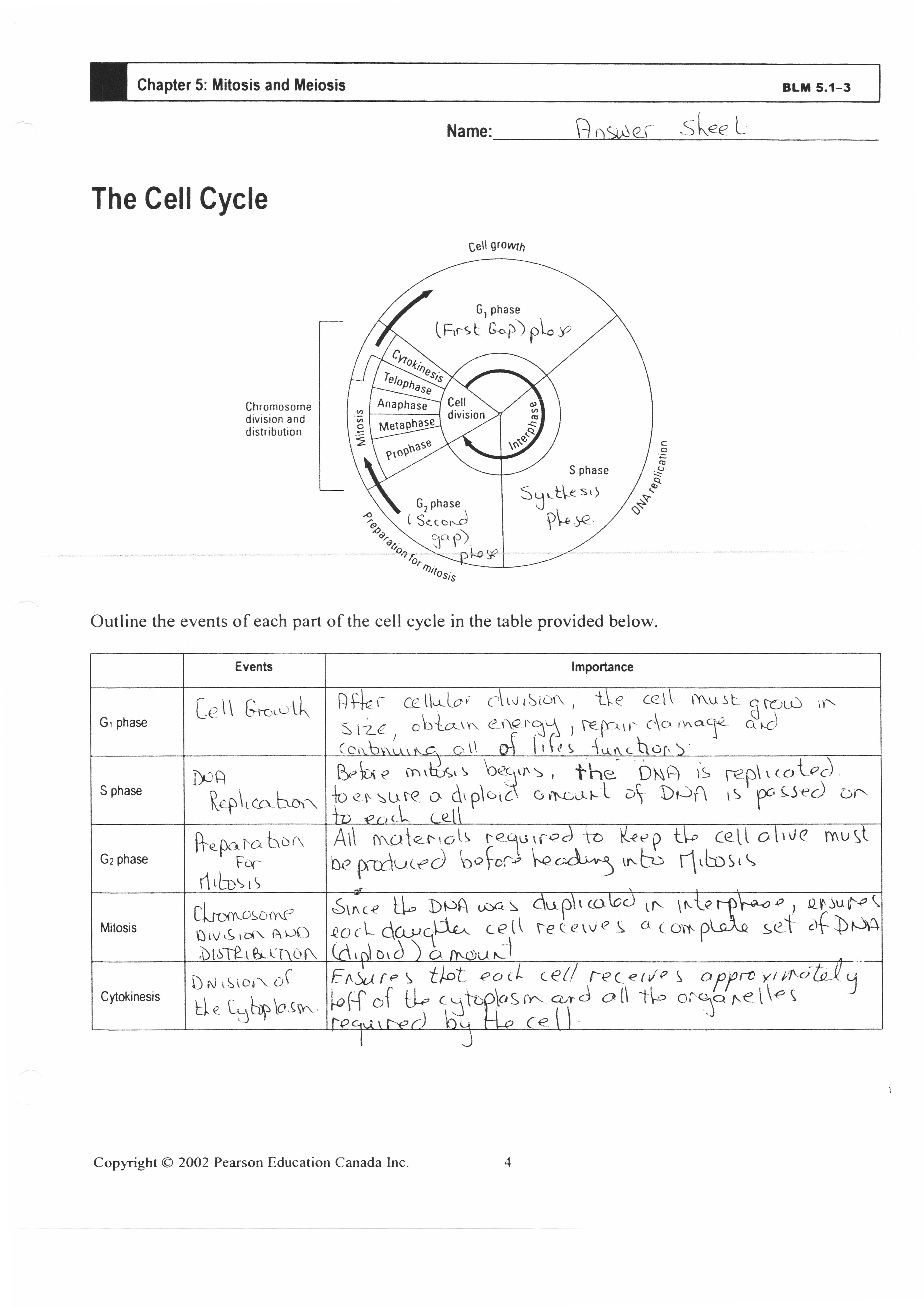 Cell Cycle and Mitosis Worksheet Answers