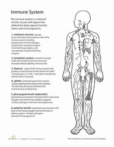 Immune System Worksheet Middle School