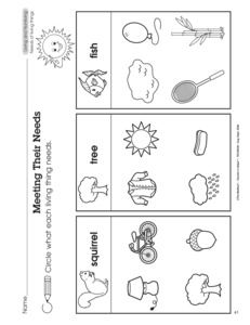 Living Things Basic Needs Worksheet