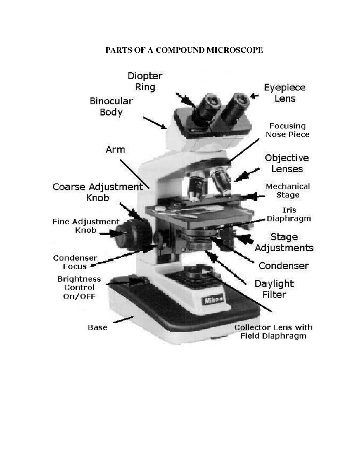 Compound Light Microscope Parts