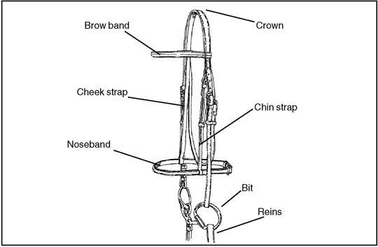 English Bridle Parts Diagram