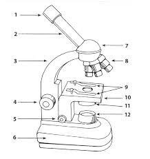 Microscope Parts and Use Worksheet