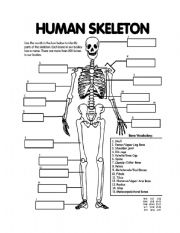 Skeletal System Worksheets