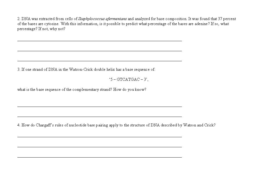 DNA Replication Worksheet Answer Key