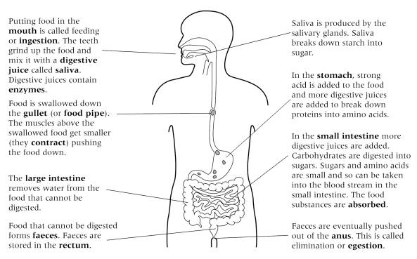 Food for Thought the Digestive System Worksheet