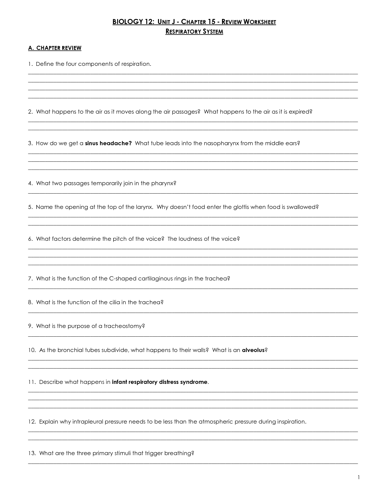 Respiratory System Worksheet Answer Key