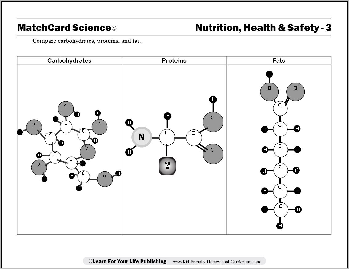 Worksheet Carbohydrates Protein Fats for Middle School