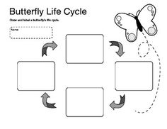 Butterfly Life Cycle Cut and Paste