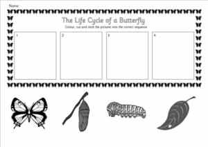 Butterfly Life Cycle Sequencing Worksheet