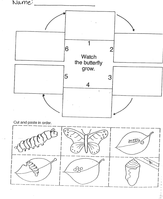 Butterfly Life Cycle Worksheet Cut and Paste