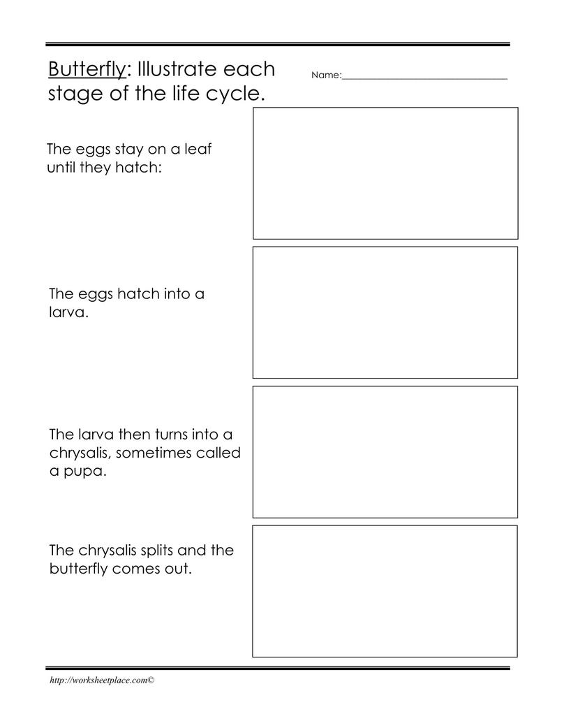 Butterfly Life Cycle Worksheet