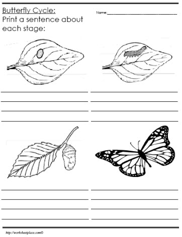 Butterfly Life Cycle Worksheet