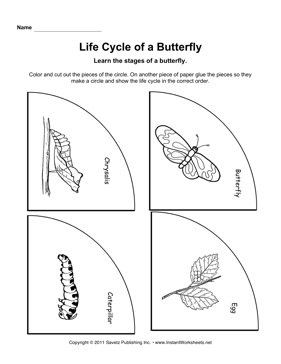 Butterfly Life Cycle Worksheet