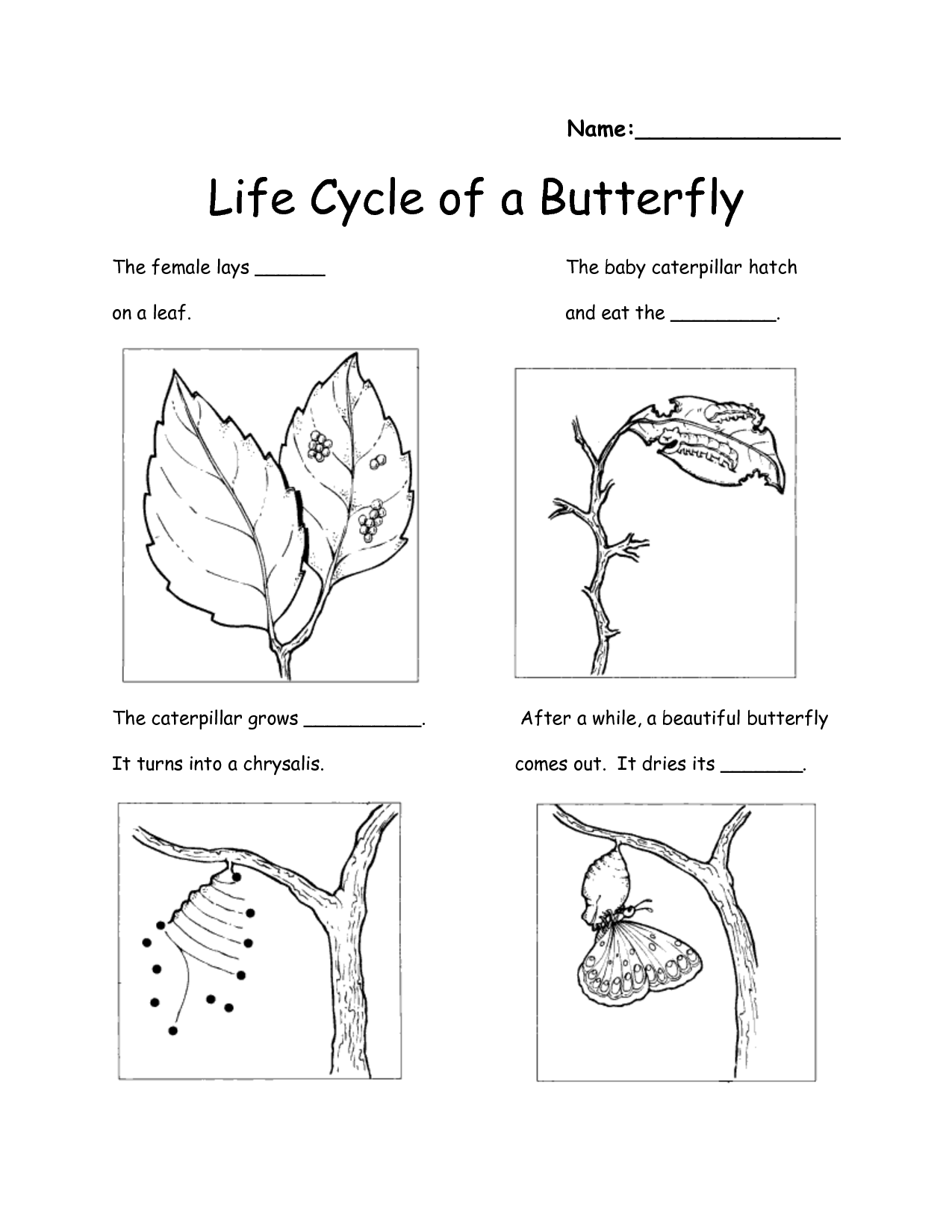 Butterfly Life Cycle Worksheet