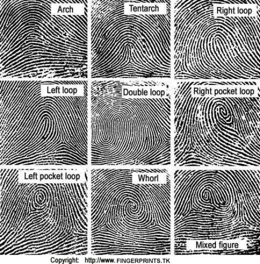 Fingerprint Science Activity