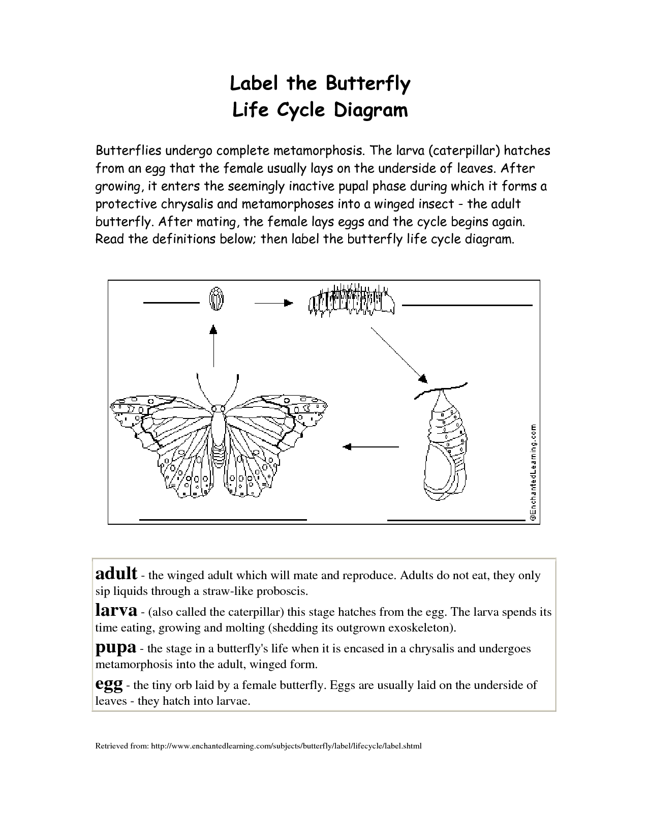 Label Butterfly Life Cycle Diagram