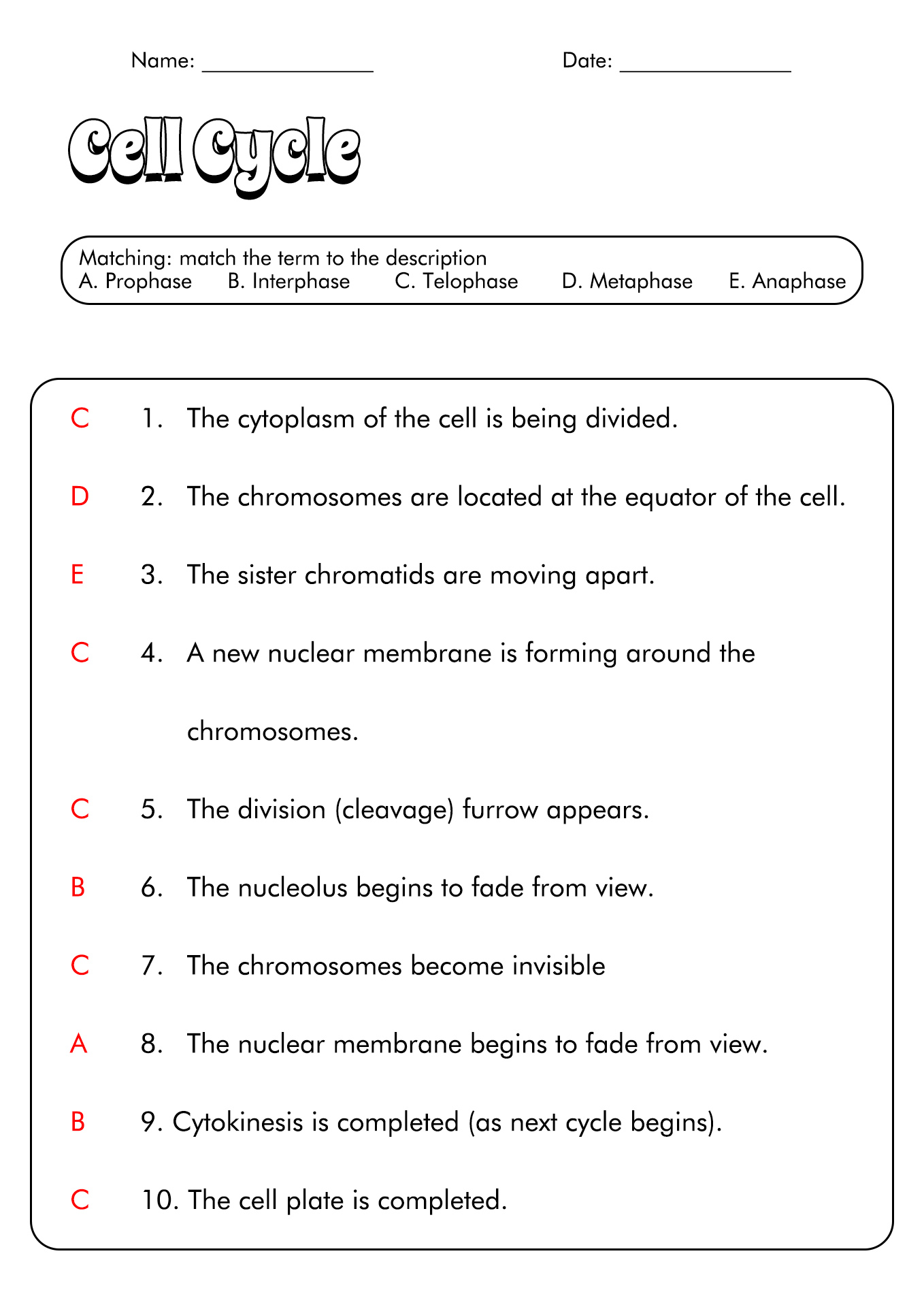 15 Onion Cell Mitosis Worksheet Answers Worksheeto