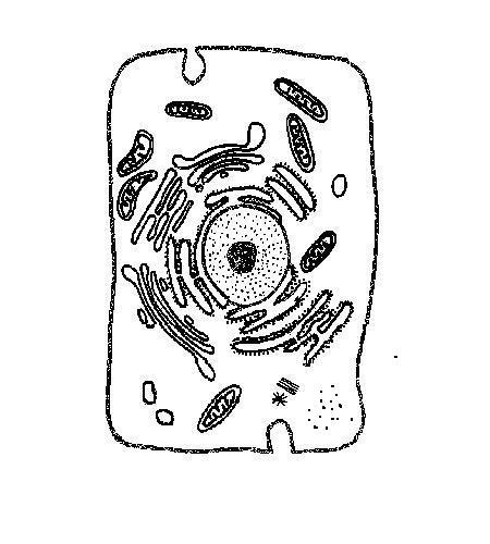 Animal Cell Diagram Worksheet