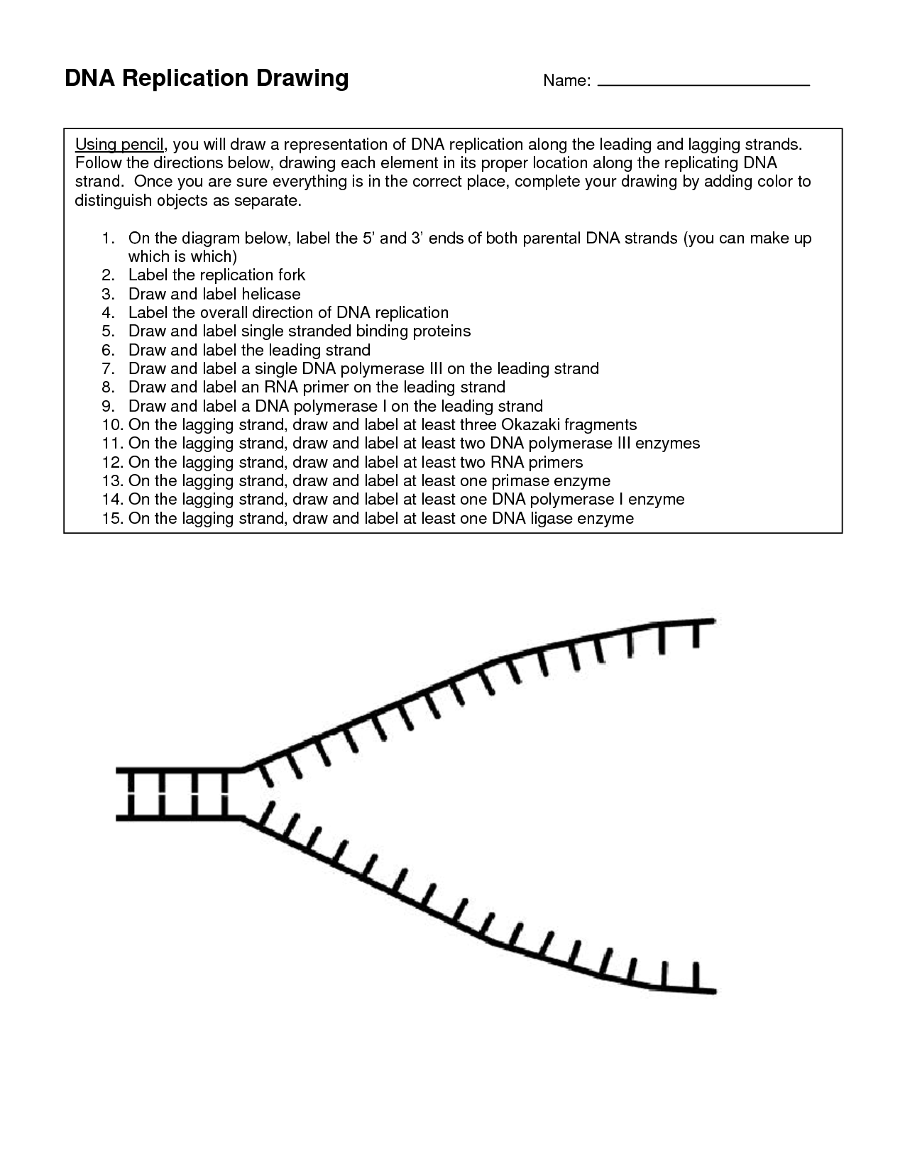 DNA Replication Coloring Worksheet