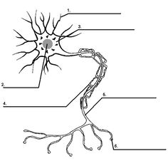 7 Best Images of Neuron Label Worksheet - Blank Neuron Cell Diagram ...