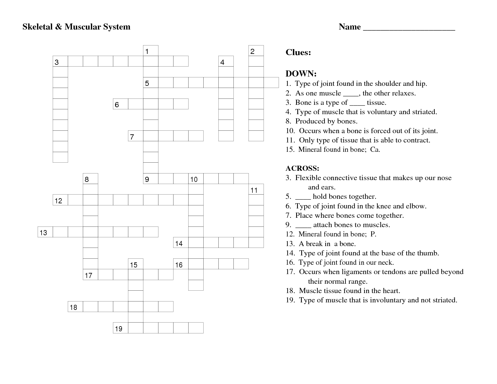 Muscular Skeletal System Worksheets