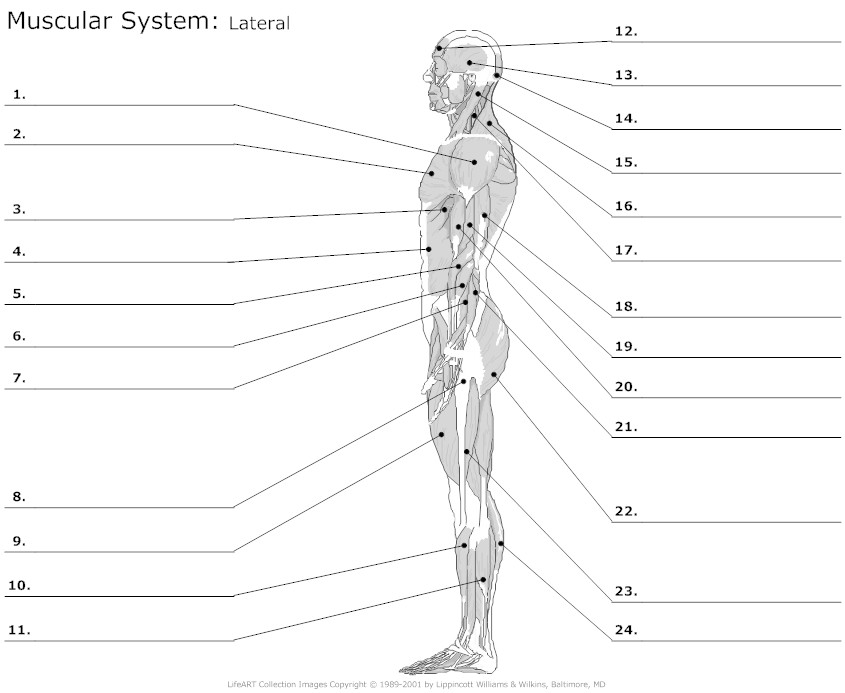 Muscular System Diagram Worksheet