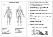 Muscular System Printable Worksheets