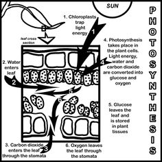 Photosynthesis Coloring Sheet