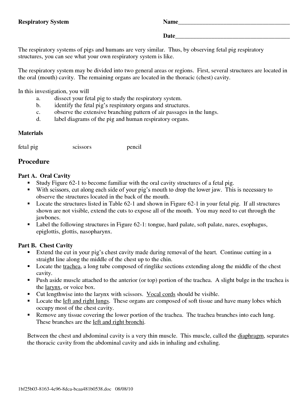 Respiratory System Worksheets Middle School