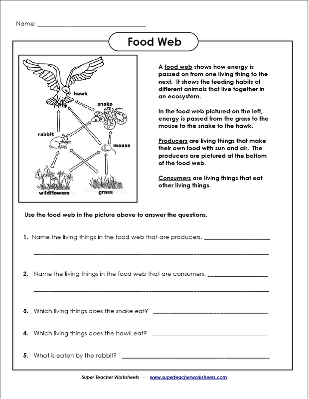 Food Web Energy Pyramid Worksheet