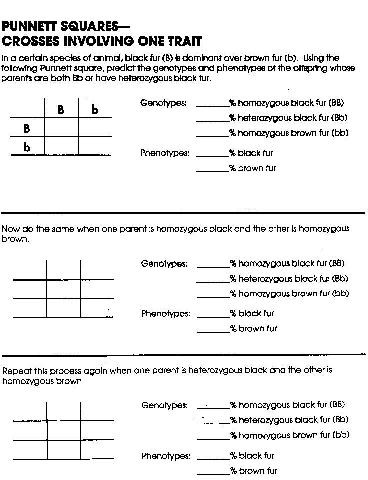 Genetics Punnett Squares Practice Worksheet