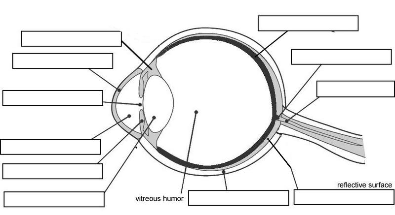 13 Parts Of The Eye Worksheet For Kids Worksheeto