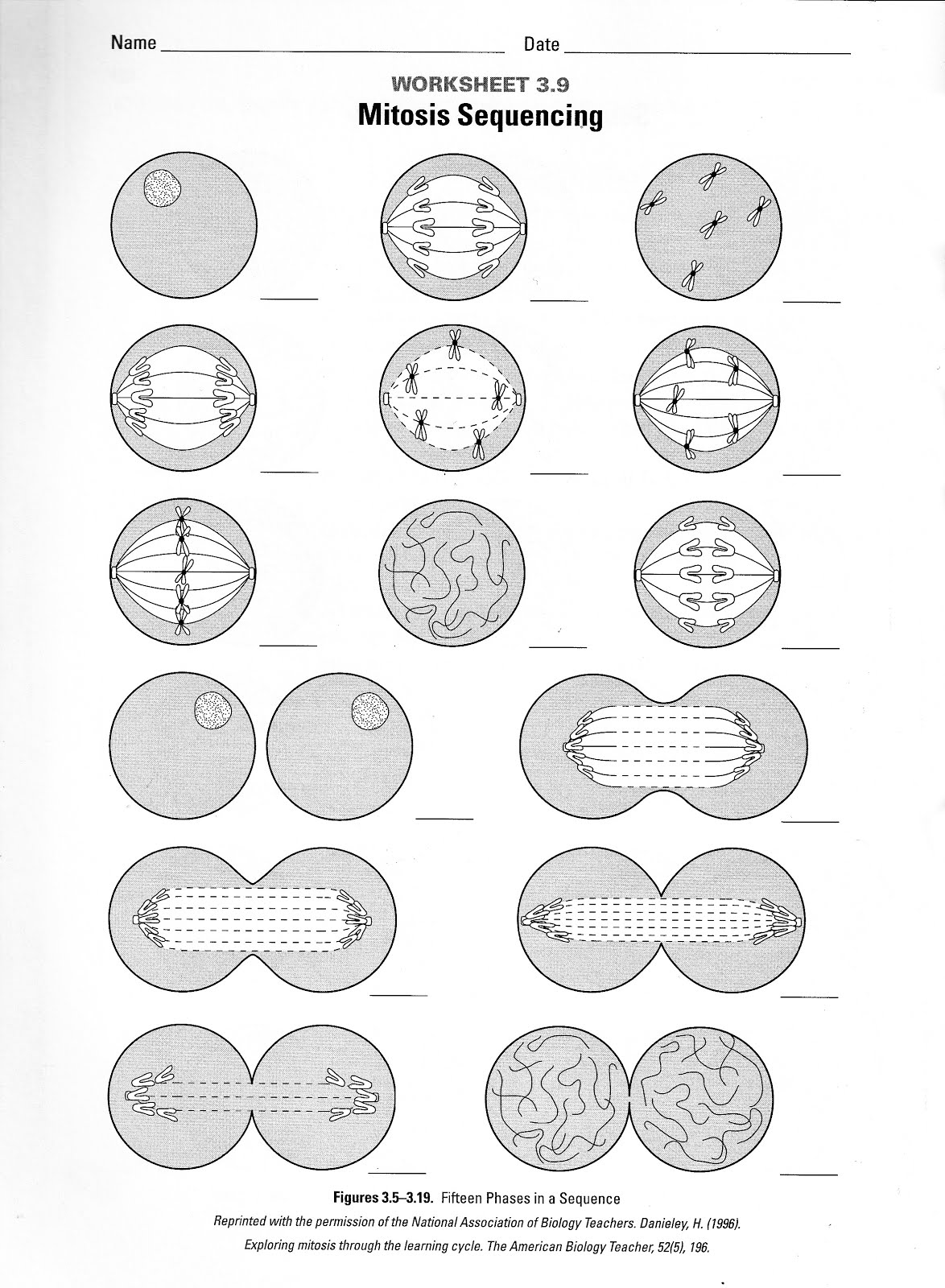 13 Identify Stages Of Mitosis Worksheet Worksheeto