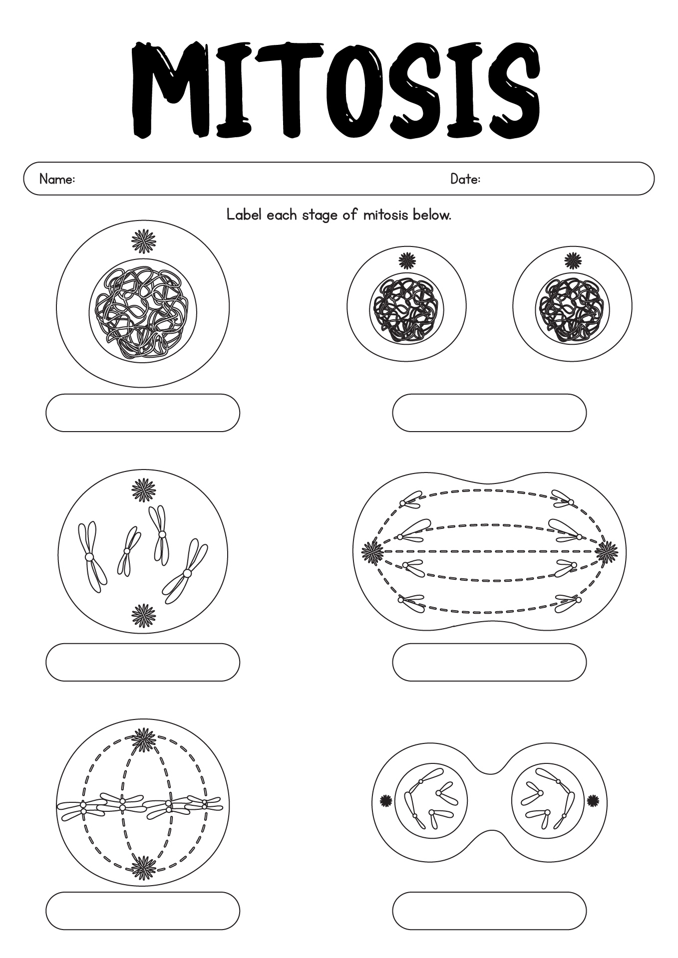 13 Identify Stages Of Mitosis Worksheet Worksheeto