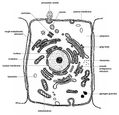 Animal Cell Electron Microscope