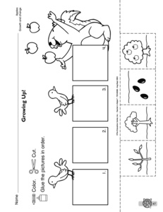 Apple Tree Life Cycle Worksheet