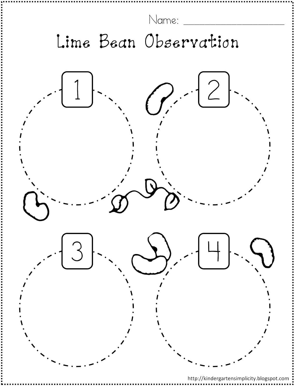 Bean Plant Life Cycle Worksheet