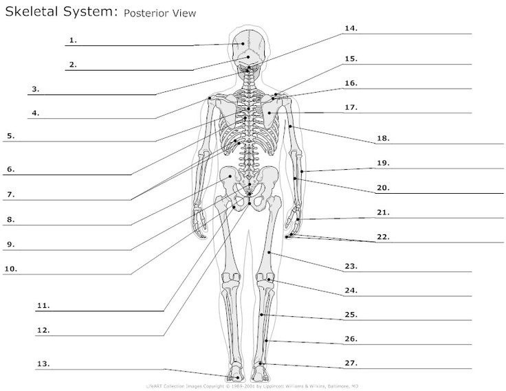 Blank Skeletal System Worksheet