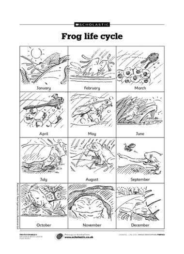 Frog Life Cycle Worksheets