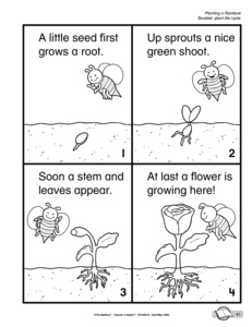 Plant Life Cycle Booklet