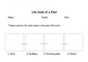 Plant Life Cycle Printable Worksheets