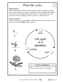 Plant Life Cycle Worksheet 3rd Grade