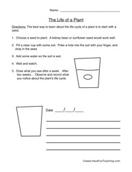 Plant Life Cycle Worksheet