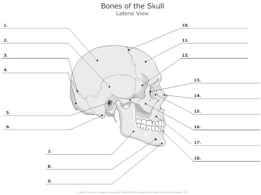 Skull Bones Unlabeled Worksheet