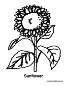 Sunflower Plant Coloring Page