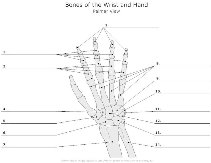 Unlabeled Bones of the Hand and Wrist