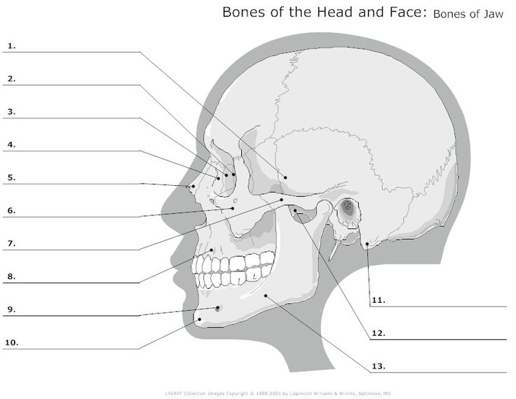 Unlabeled Bones of the Head and Face