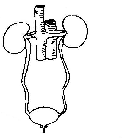 Urinary System Diagram Blank Labels